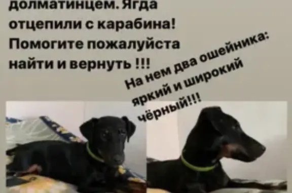 Пропала собака в Новочеркасске, ул. Ленгника 31