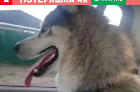 Собака найдена в Пальчино, Московская область