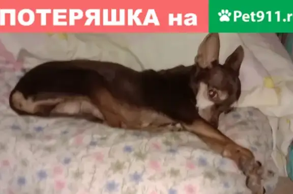 Потерянные животные Липецк, фото: Пропала кошка Пери на ул. Ленина 11-13, Липецк