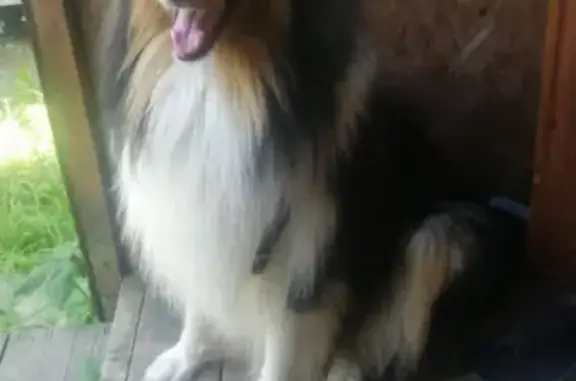 Собаки потеряшки, Брусово, фото: Потеряшка собака Фред на ул. Комсомольской