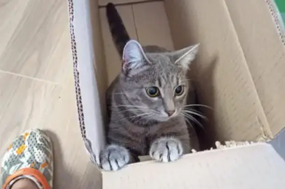 Кошки потеряшки, Орёл, фото: Потеряшка кошка в микрорайоне Новая Ботаника, вознаграждение!