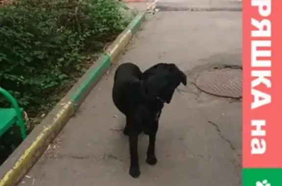 Чёрная собака на улице Гайдара в Подольске