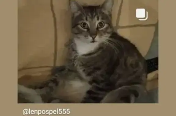 Потерянные животные Клин, фото: Пропала кошка Кот Тихон на Трудовой 14