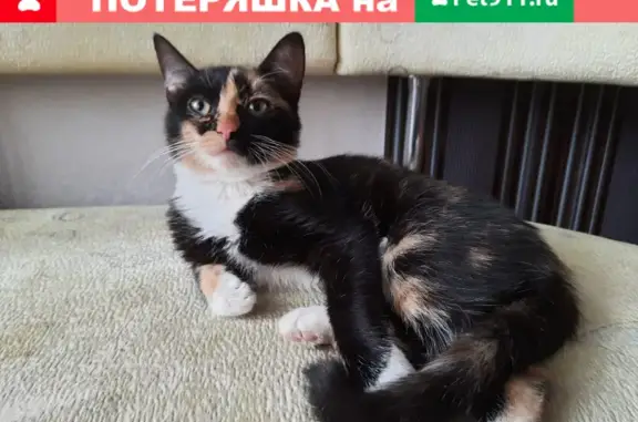 Найдена кошка на улице Хромова 84