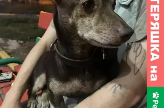 Собака найдена на улице Павла Морозова, Хабаровск