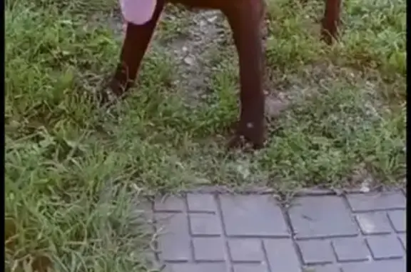 Собаки потеряшки, , фото: Потеряшка Чёрный лабрадор в Калужской области