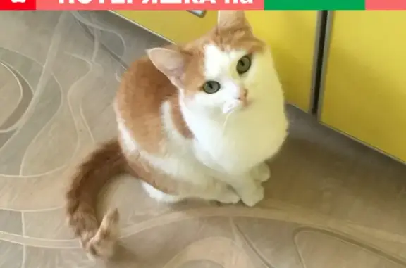 Кошки потеряшки, Песочное, фото: Потеряшка кошка в Кирпичном, ищем Белочку