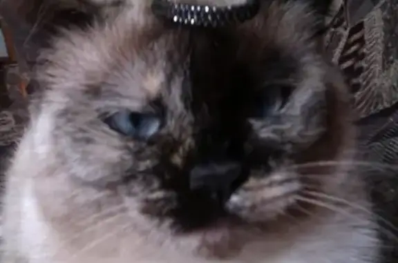 Пропала сиамская кошка в Феодосии: помогите найти!