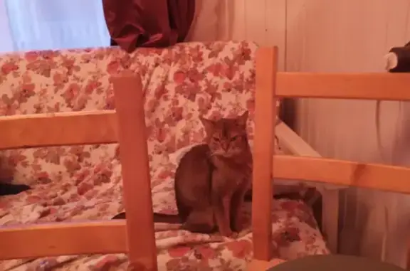 Найдена Абиссинская кошка в п. Саперное, Ленобласть