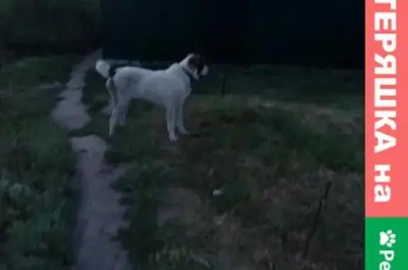 Пропала собака на улице Осовиахимовская, найден алабай на 22-й Северной