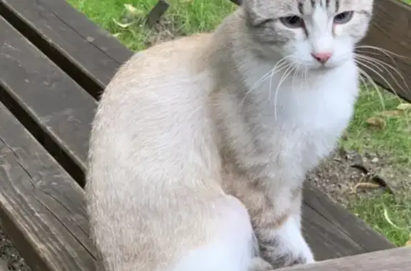 Найден молодой кот на улице Приорова