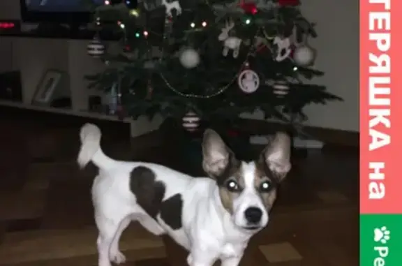 Пропала собака Шерлок в Наро-Фоминске, район СНТ Вертолет