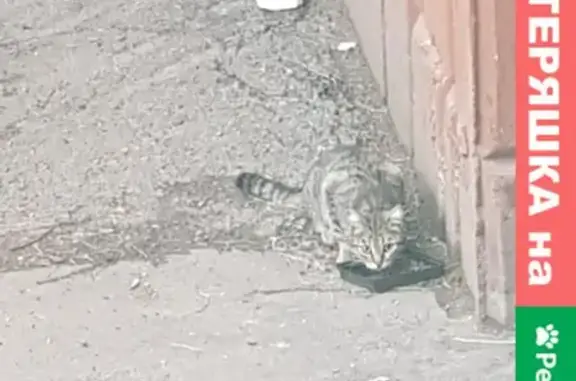 Найдена голодная кошка на Иркутской улице, 89131419147