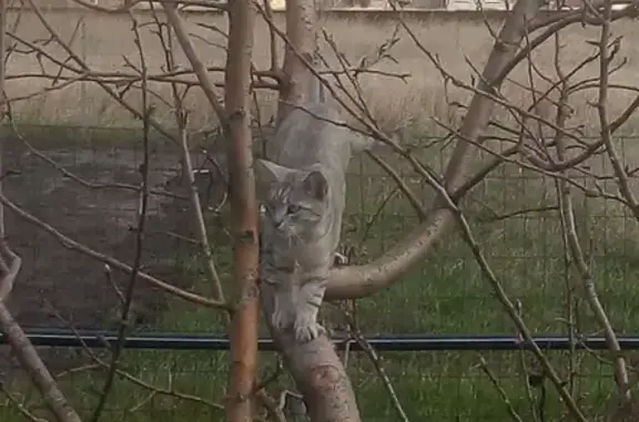 Пропал молодой кот в с. Двуречки, ул. М. Горького