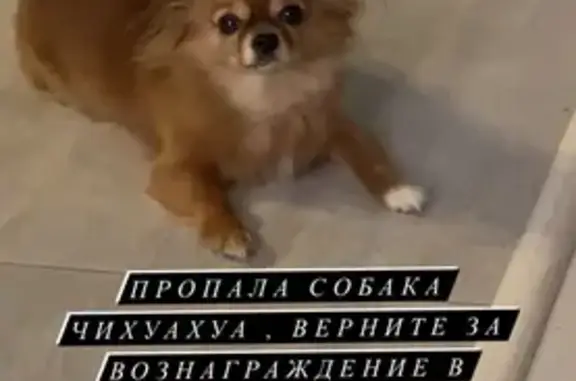 Пропала собака Чихуахуа в Волжске, ул. Ленина 53Б