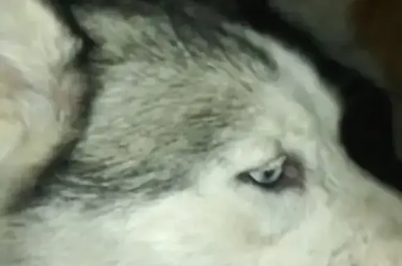 Собака XXD967 найдена в Одинцово, Московская область