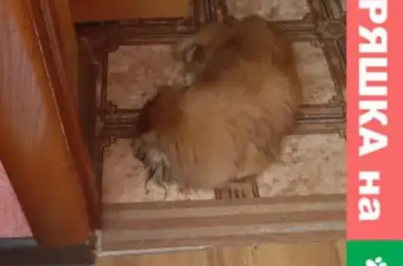Найдена собака Пекинес на СНТ Химфарм