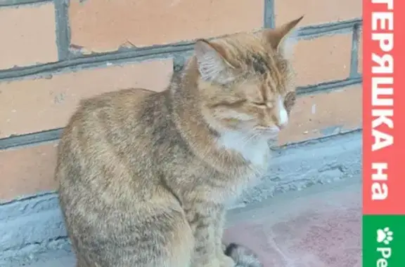 Найдена кошка у подъезда в Тверском районе Москвы