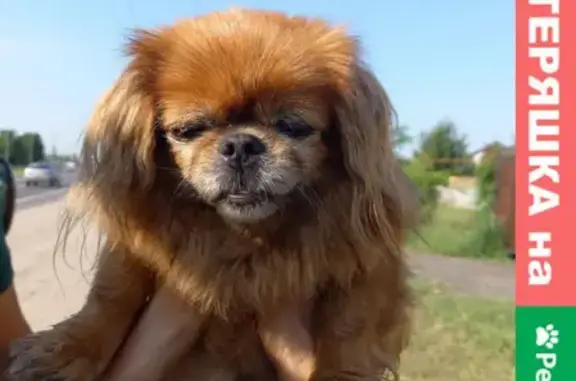 Найдена собака в Щетинке, Курская область