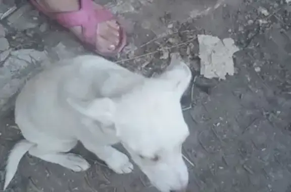 Найдена собака в районе Автогородка, Астрахань