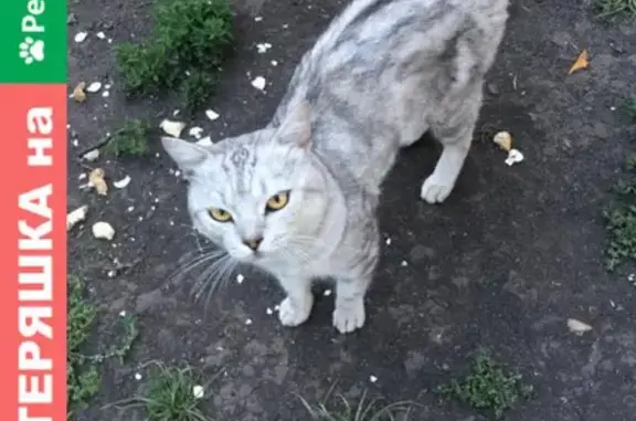 Найден домашний кот по ул. Октябрьский 33