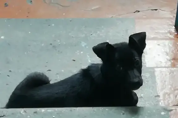 Найден щенок по адресу ул. Елизаровых 40 в Томске
