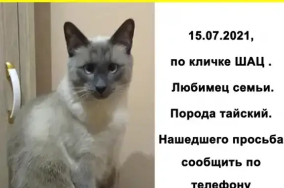 Пропала кошка, упала с балкона: ул. Пушкина, Воронок, Щёлково.