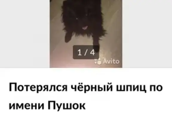 Собаки потеряшки, , фото: Потеряшка шпиц Пушок на ул. Зорге 129, Новосибирск