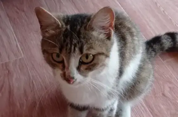 Найдена домашняя кошка в Лукино, Курганская обл.
