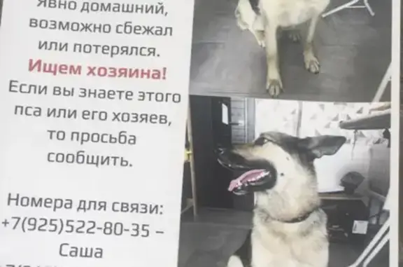 Найден пёс в Болтино, Осташковское ш., Мытищи, МО