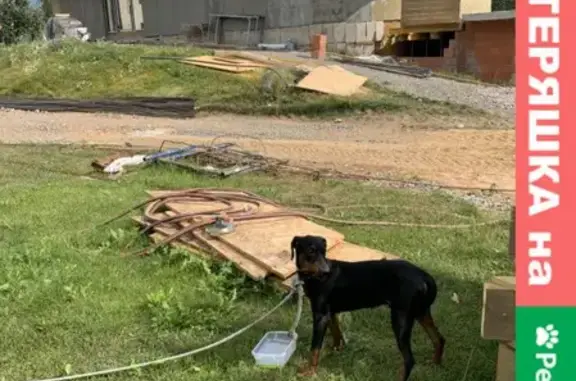 Найдена собака в Энколово, Ленобласть