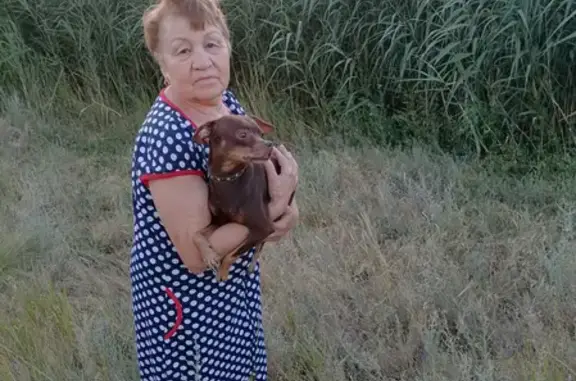 Пропал той-терьер в Береславке, Волгоградская обл.