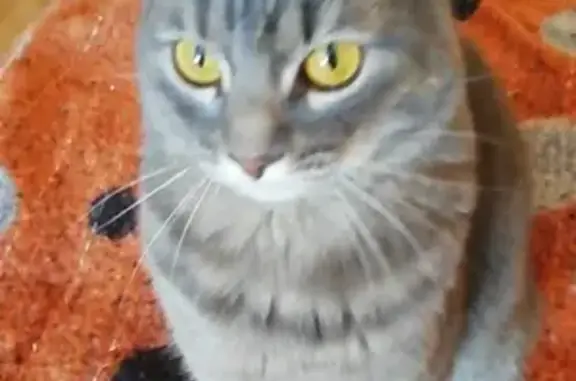 Объявления о пропавших и найденных животных, Киров, фото: Пропал кот Лапик, Октябрьский пр-т 81