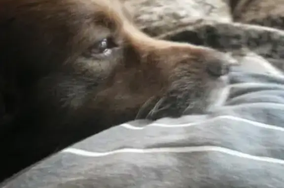 Потерянные животные Чита, фото: Пропала собака в районе озера Кенон, Чита