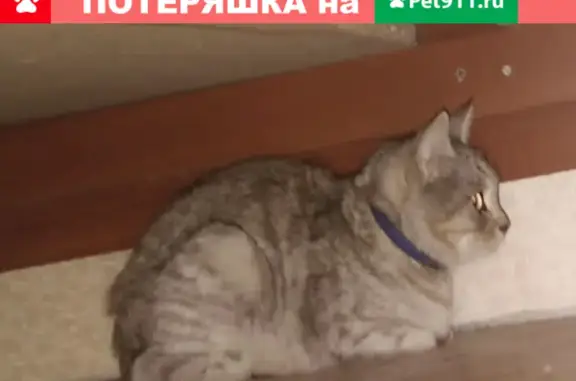 Пропала кошка на улице Демидова, Иваново