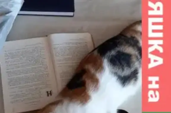 Кошки потеряшки, Махачкала, фото: Потеряшка кошка на улице Мирзабекова