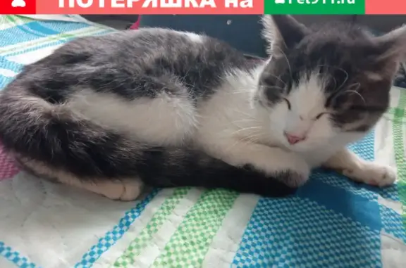 Найден котик в Заречном, Екатеринбург