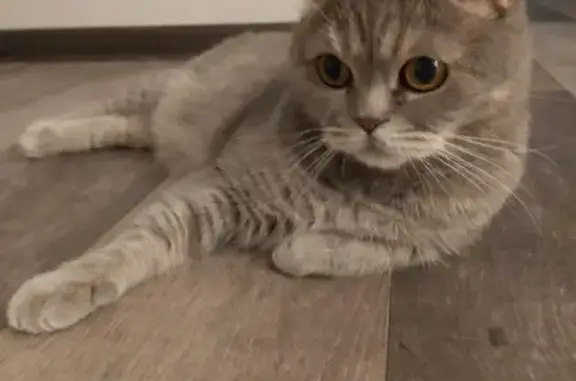 Кошки потеряшки, Щурово, фото: Потеряшка кошка Белис в Щурово, ул. Полянка 8