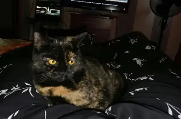 Объявления о пропавших и найденных животных, Москва, фото: Пропала кошка на улице Борисовские Пруды, 16 к4