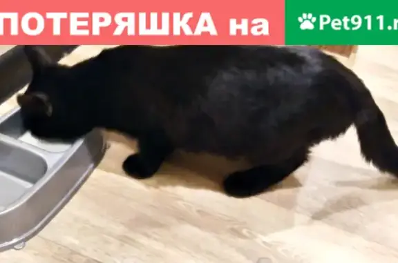 Найдена кошка на пр. Максима Горького в Чебоксарах
