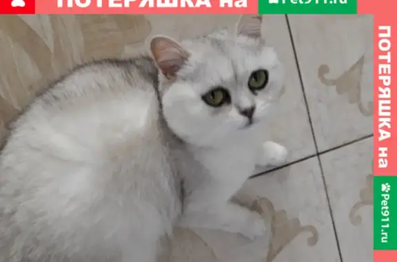 Пропала кошка Миса, вознаграждение 20 000 рублей. Ул. Ясеневая 4, Оренбург.