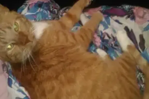 Кошки потеряшки, Санкт-Петербург, фото: Потеряшка кот на Светлановском проспекте