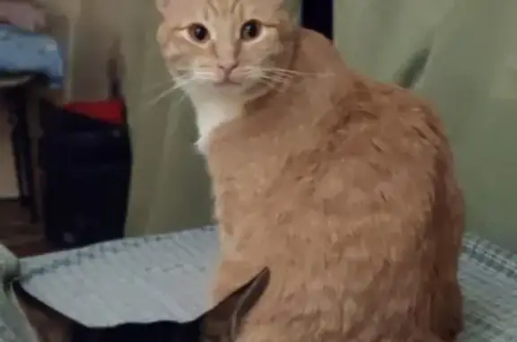 Кошки потеряшки, Нижний Новгород, фото: Потеряшка кошка Милки, г. Нижний Новгород, ул. Касьянова, 4/1 кв 61