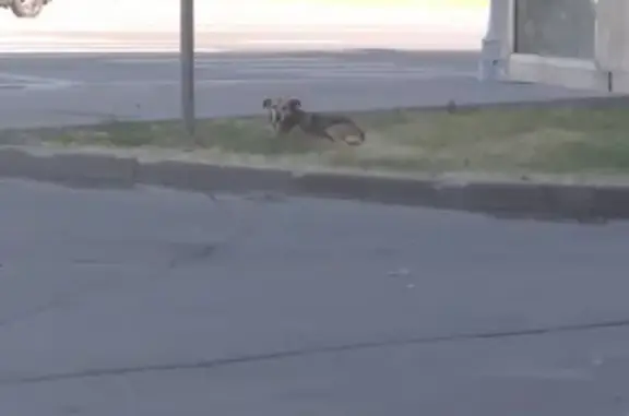 Найден пожилой пёс на ул. Свержевского, Крымская
