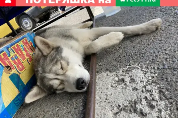 Собака Кабель найдена на улице Ф. Гладкова, Чебоксары
