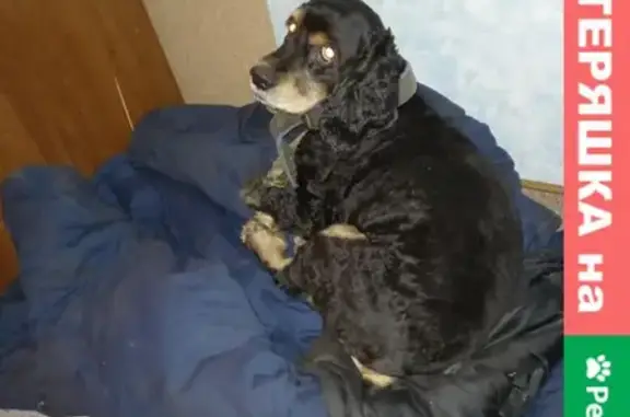 Найден пёс Кокер-спаниель в Солнечногорске