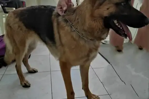 Собака найдена на Ясеневой ул. 19 к2, Орехово-Борисово Южное