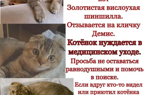 Пропал кот Демис, адрес: Дворцовая площадь, 19, Москва