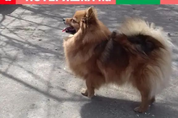 Собаки потеряшки, Липецк, фото: Потеряшка собака в СНТ Металлург-3, Липецк