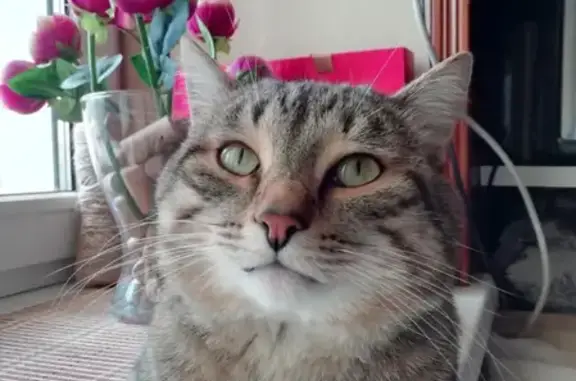 Кошки потеряшки, Уфа, фото: Потеряшка кошка с розовым ошейником в Калининском районе, Уфа